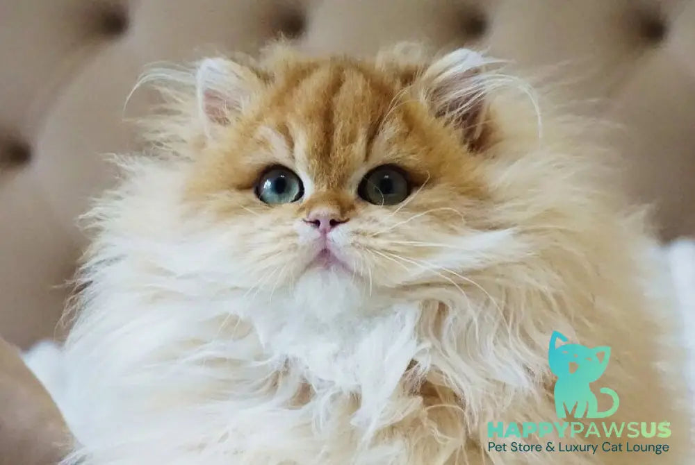 Kvin British Longhair male black golden shaded live animals
