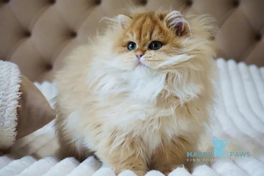 Kvin British Longhair male black golden shaded live animals