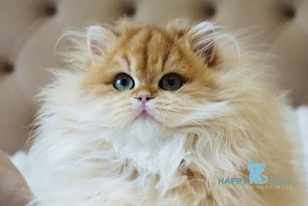 Kvin British Longhair male black golden shaded live animals