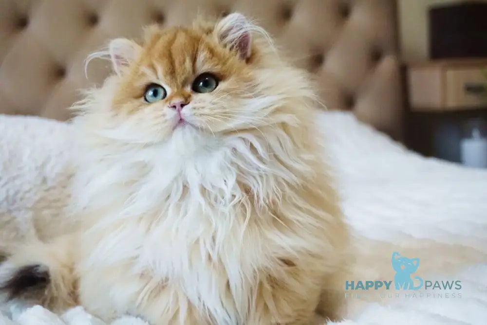 Kvin British Longhair male black golden shaded live animals