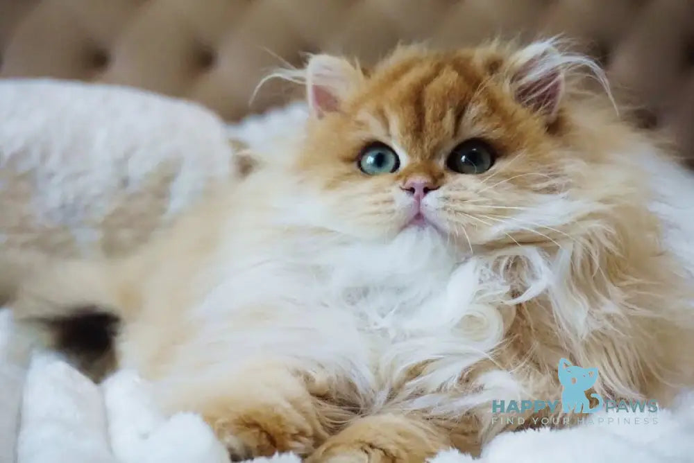 Kvin British Longhair male black golden shaded live animals