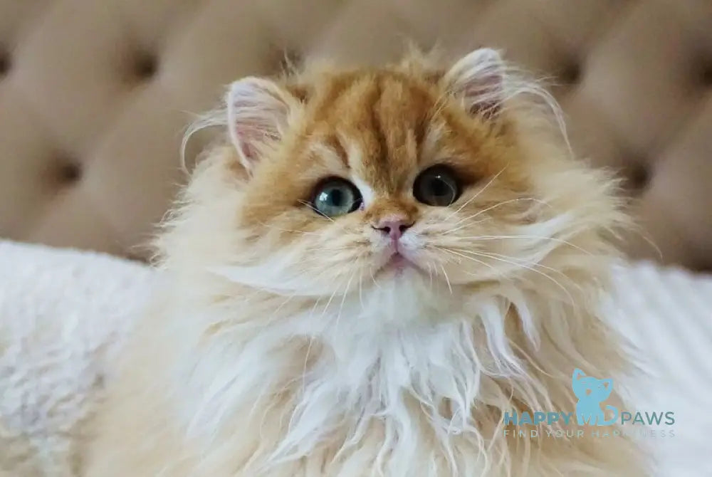 Kvin British Longhair male black golden shaded live animals