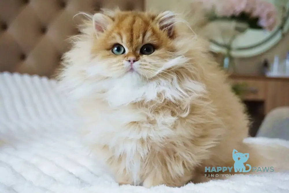 Kvin British Longhair male black golden shaded live animals