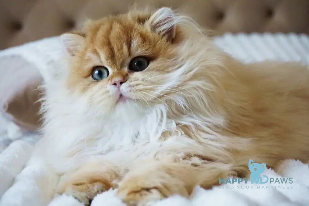 Kvin British Longhair male black golden shaded live animals