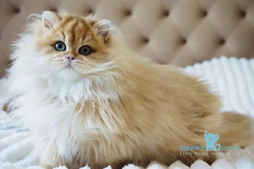 Kvin British Longhair male black golden shaded live animals