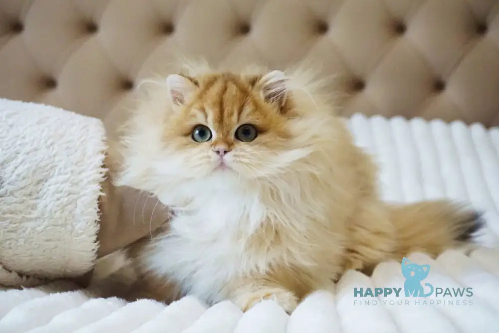 Kvin British Longhair male black golden shaded live animals