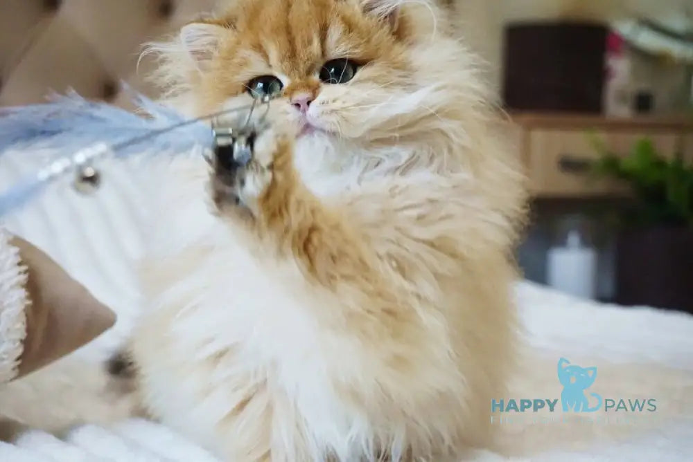 Kvin British Longhair male black golden shaded live animals