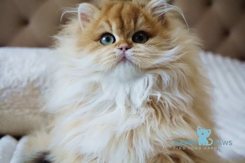 Kvin British Longhair male black golden shaded live animals