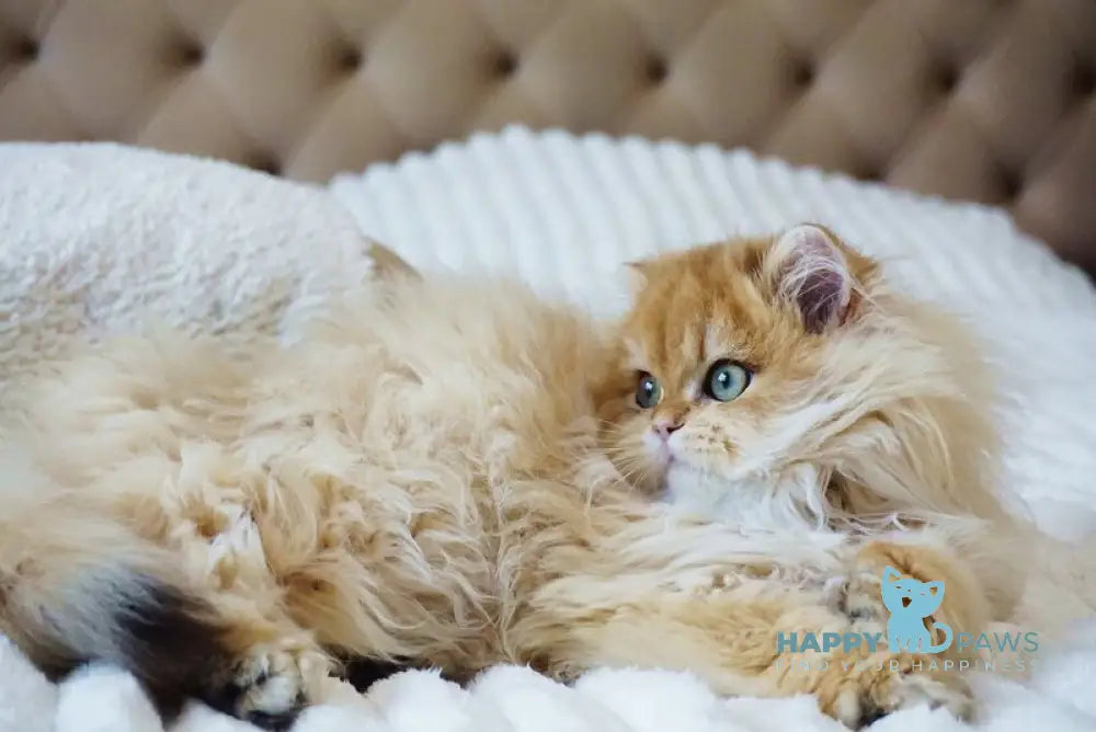 Kvin British Longhair male black golden shaded live animals