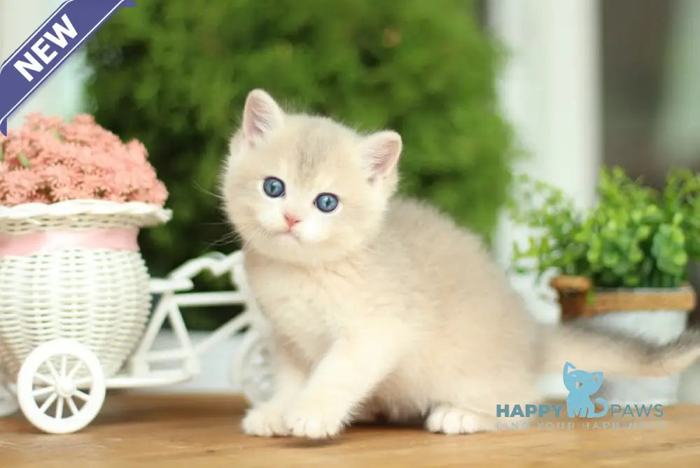 Kvin British Shorthair male lilac golden chinchilla live animals