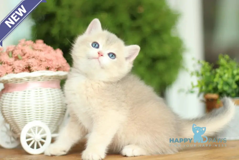 Kvin British Shorthair male lilac golden chinchilla live animals