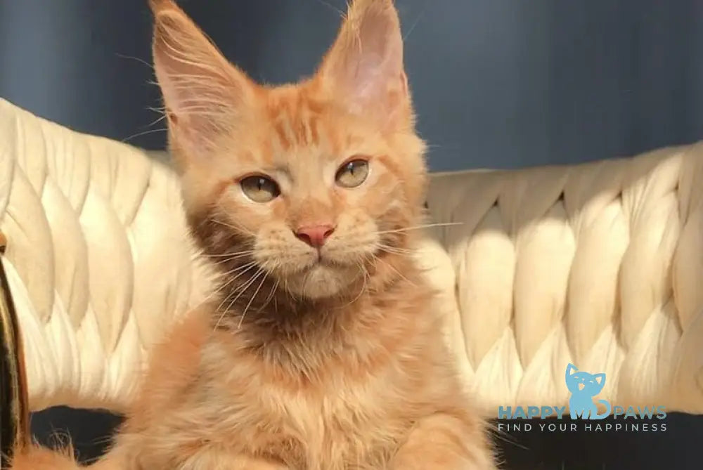 Kvin Maine Coon male red live animals