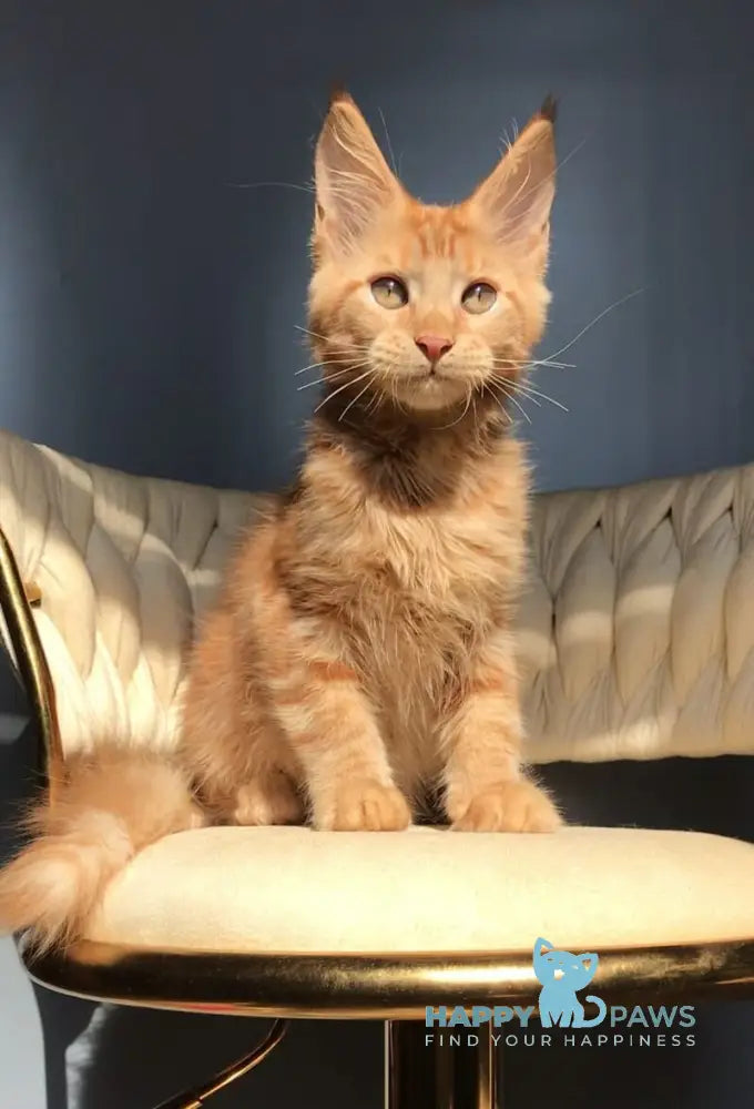 Kvin Maine Coon male red live animals
