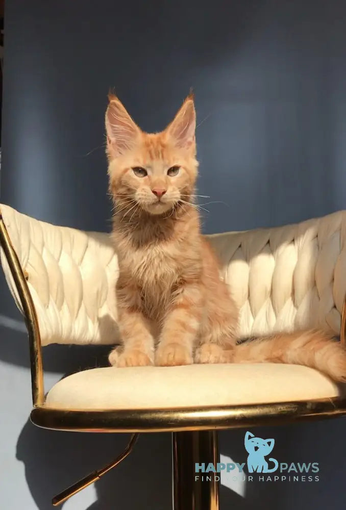 Kvin Maine Coon male red live animals