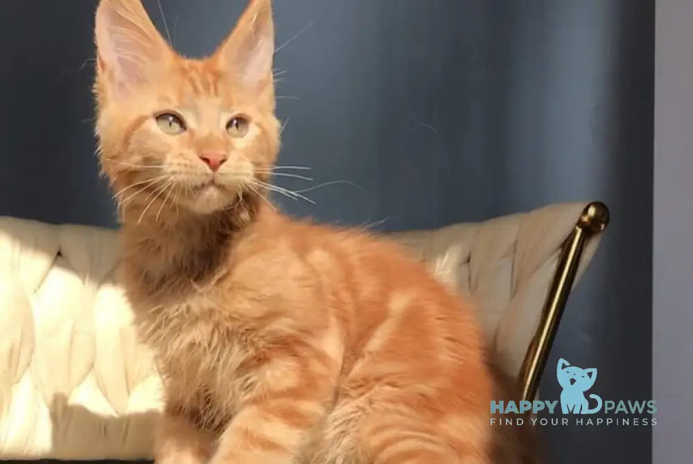 Kvin Maine Coon male red live animals