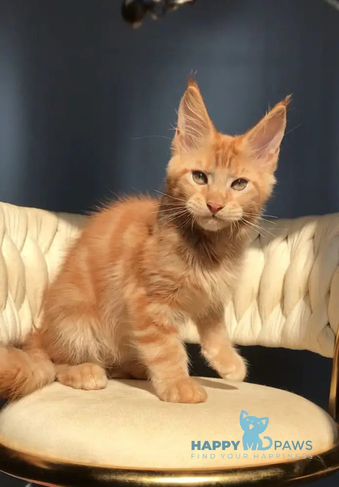 Kvin Maine Coon male red live animals