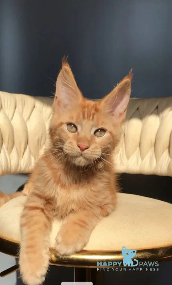 Kvin Maine Coon male red live animals