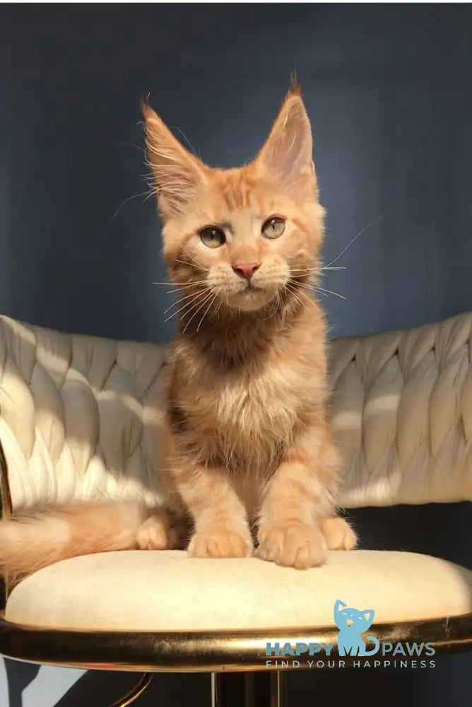 Kvin Maine Coon male red live animals