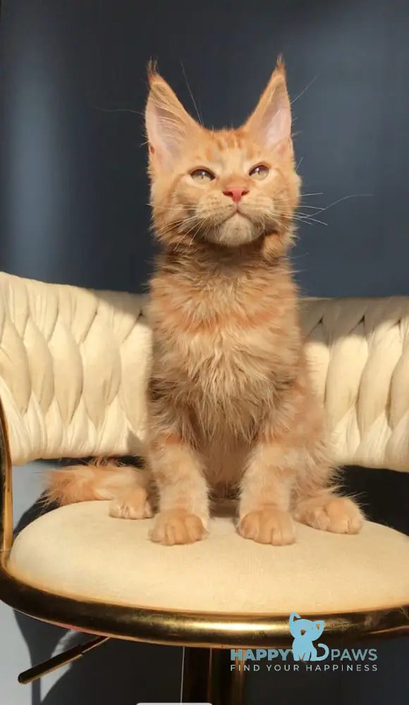 Kvin Maine Coon male red live animals