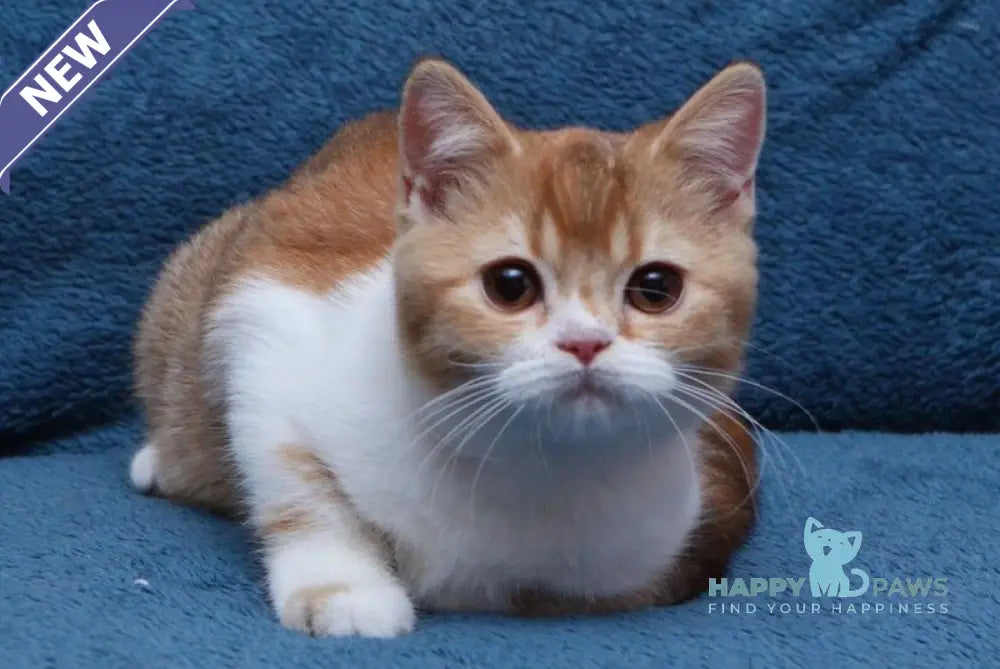 Kvitka British Shorthair female chocolate tortie ticked tabby bicolour live animals