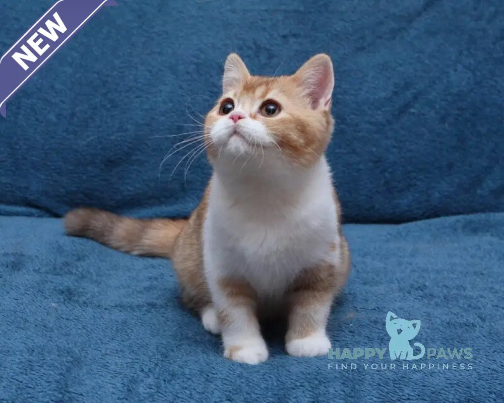 Kvitka British Shorthair female chocolate tortie ticked tabby bicolour live animals