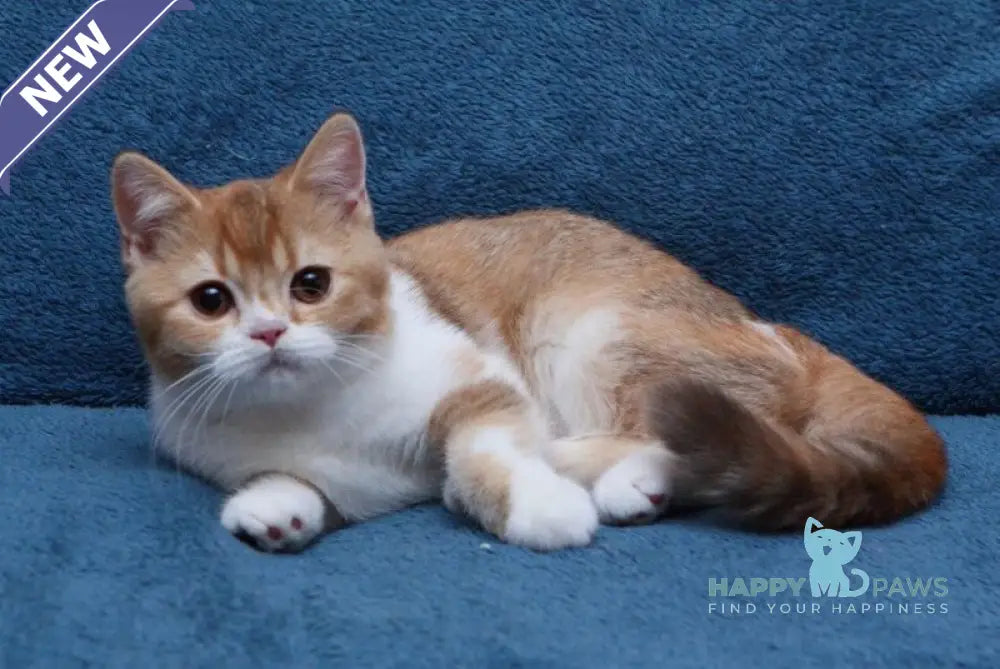 Kvitka British Shorthair female chocolate tortie ticked tabby bicolour live animals