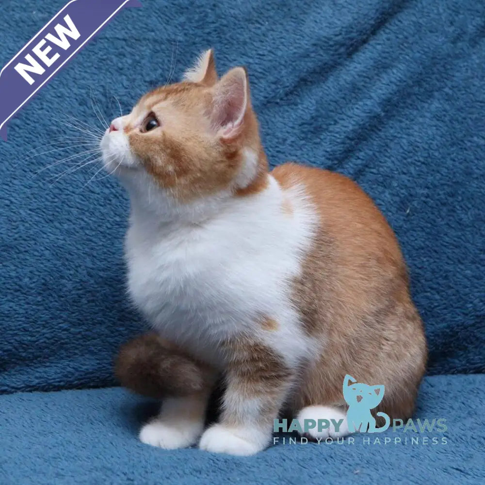Kvitka British Shorthair female chocolate tortie ticked tabby bicolour live animals