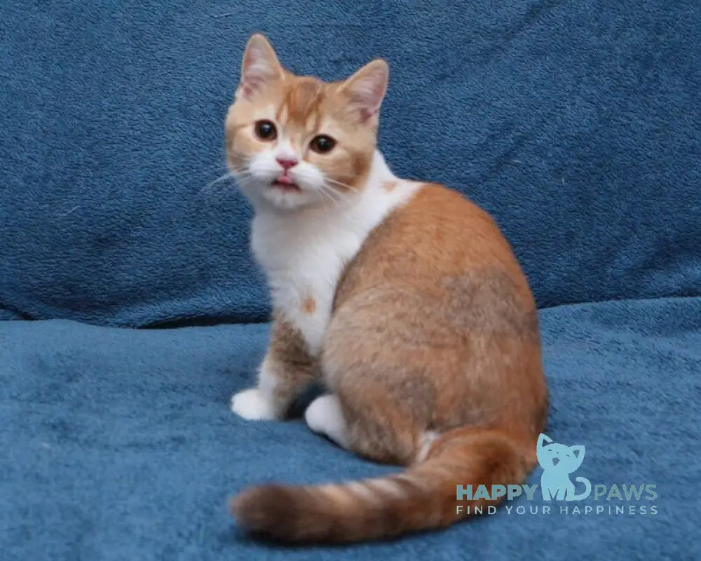 Kvitka British Shorthair female chocolate tortie ticked tabby bicolour live animals