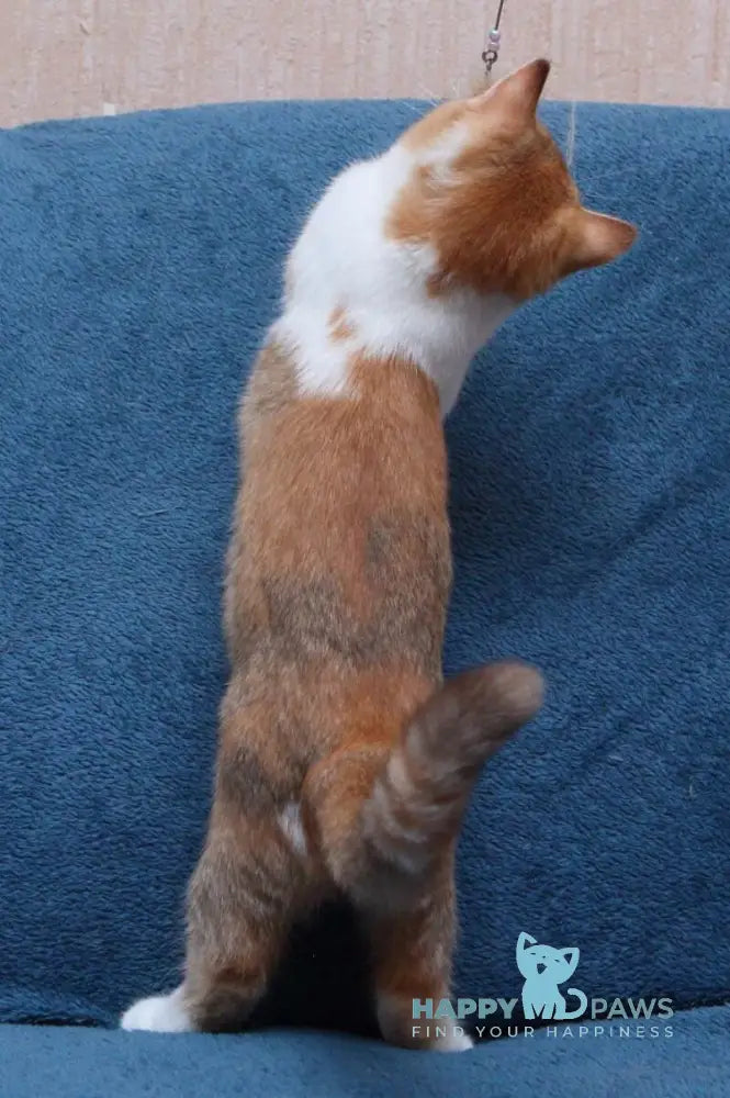 Kvitka British Shorthair female chocolate tortie ticked tabby bicolour live animals