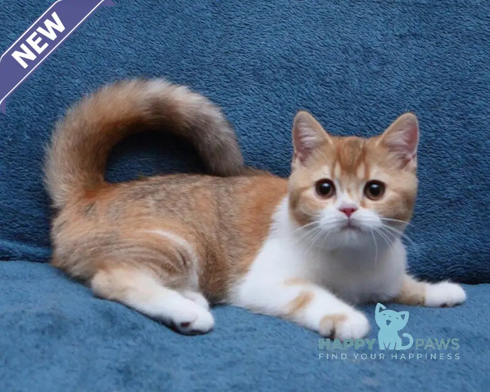 Kvitka British Shorthair female chocolate tortie ticked tabby bicolour live animals