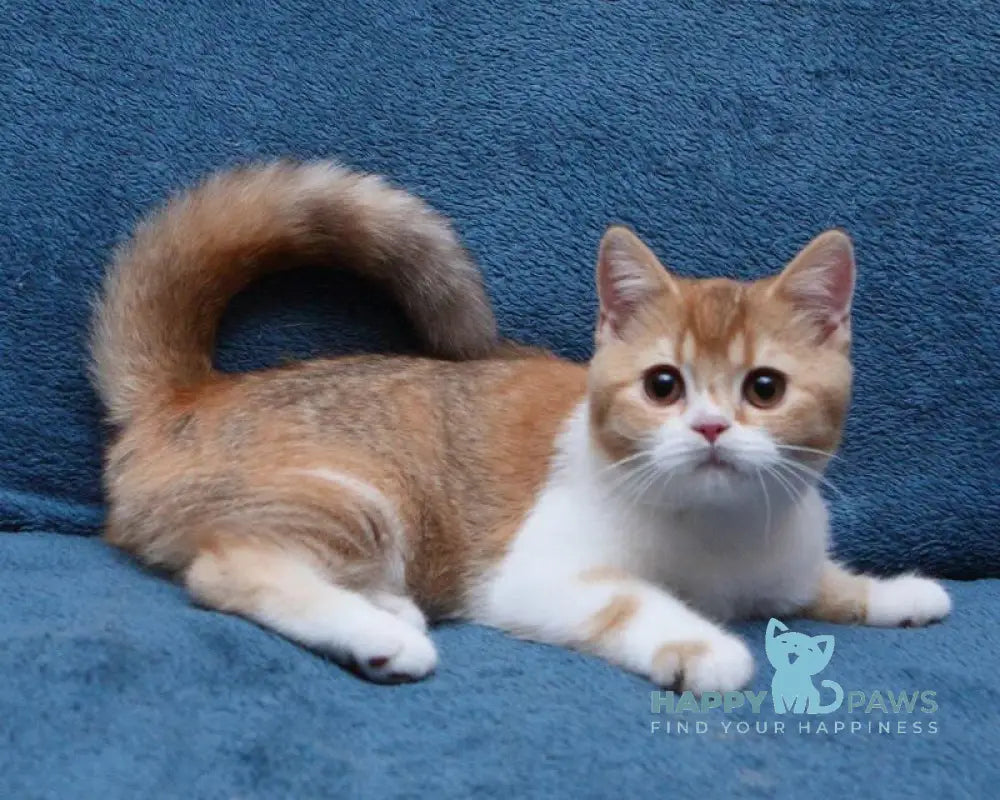 Kvitka British Shorthair female chocolate tortie ticked tabby bicolour live animals