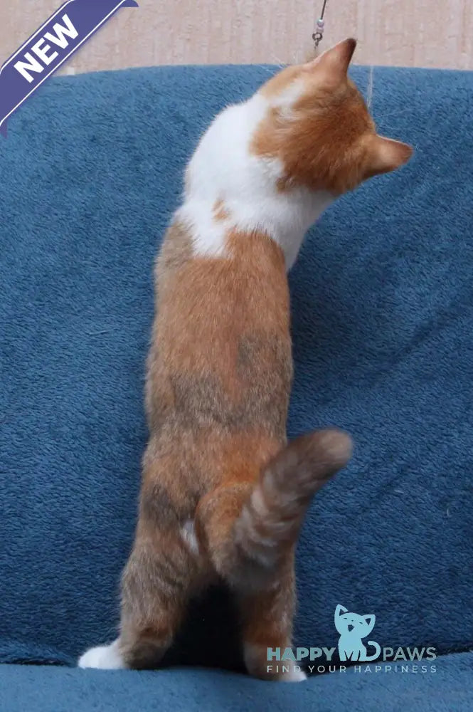 Kvitka British Shorthair female chocolate tortie ticked tabby bicolour live animals