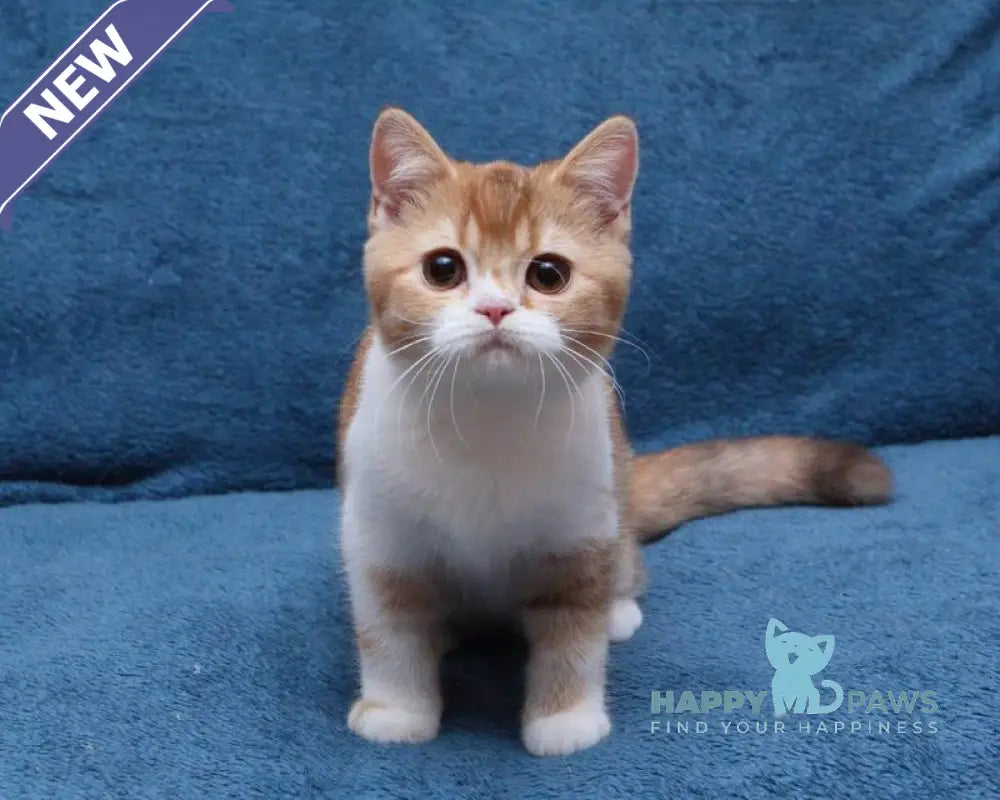 Kvitka British Shorthair female chocolate tortie ticked tabby bicolour live animals