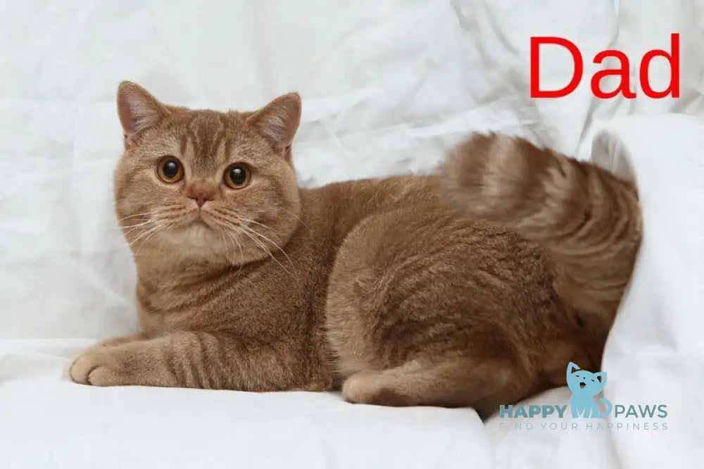 Kvitka British Shorthair female chocolate tortie ticked tabby bicolour live animals