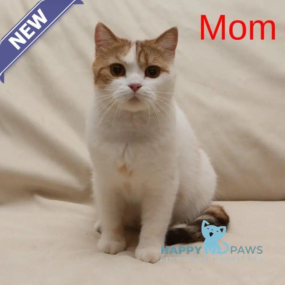 Kvitka British Shorthair female chocolate tortie ticked tabby bicolour live animals