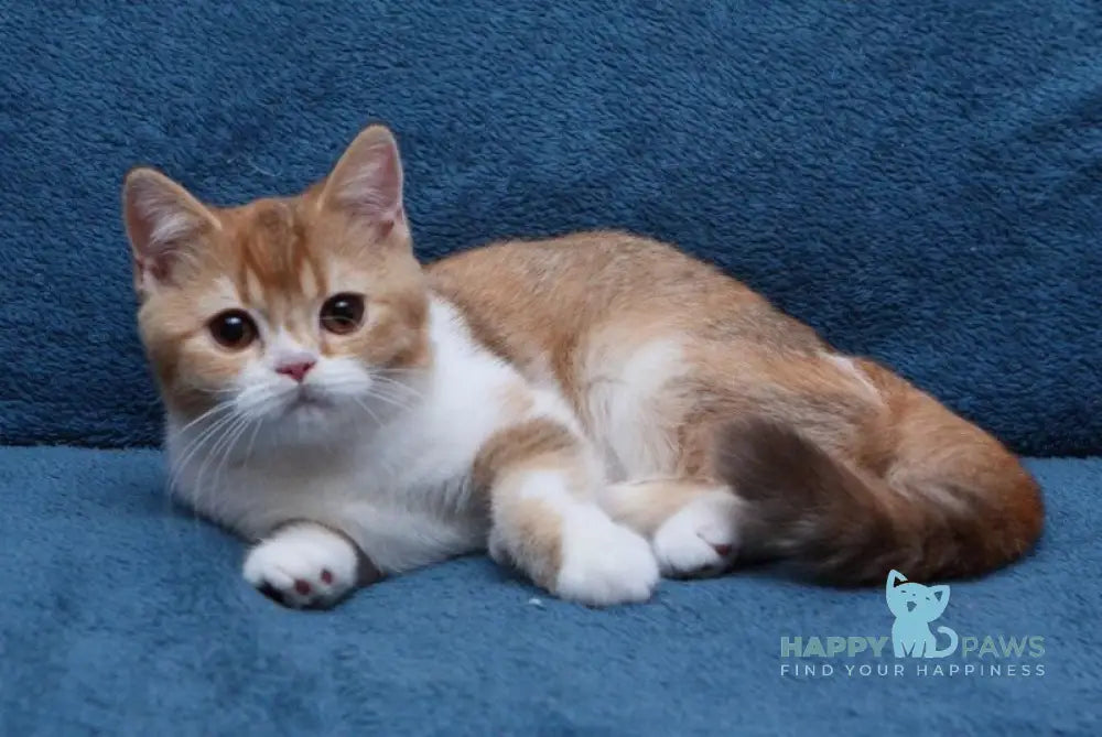 Kvitka British Shorthair female chocolate tortie ticked tabby bicolour live animals