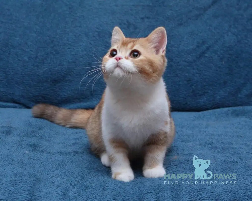 Kvitka British Shorthair female chocolate tortie ticked tabby bicolour live animals