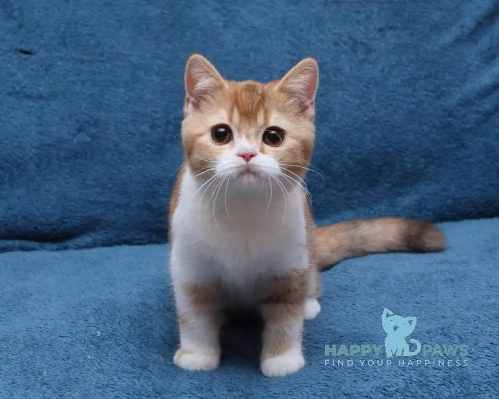 Kvitka British Shorthair female chocolate tortie ticked tabby bicolour live animals