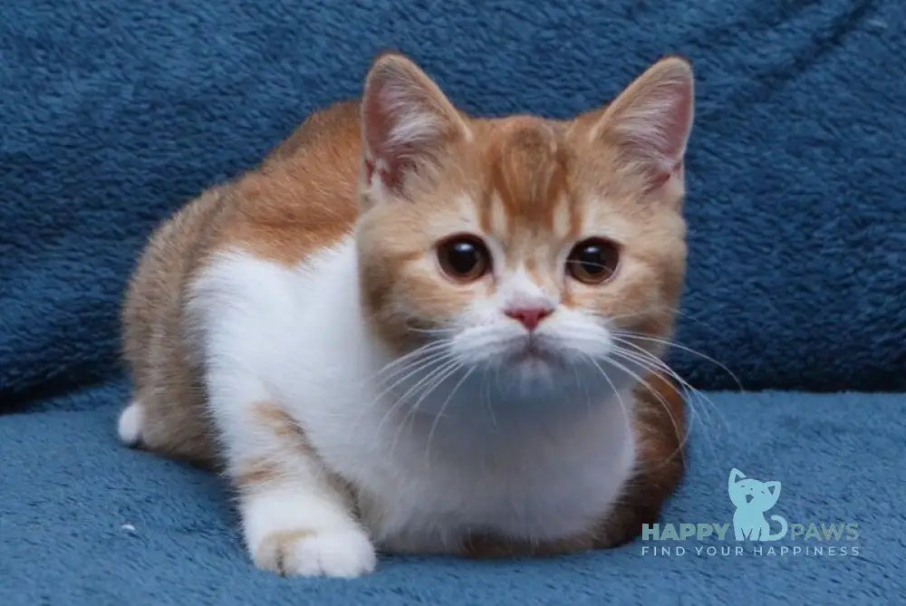 Kvitka British Shorthair female chocolate tortie ticked tabby bicolour live animals