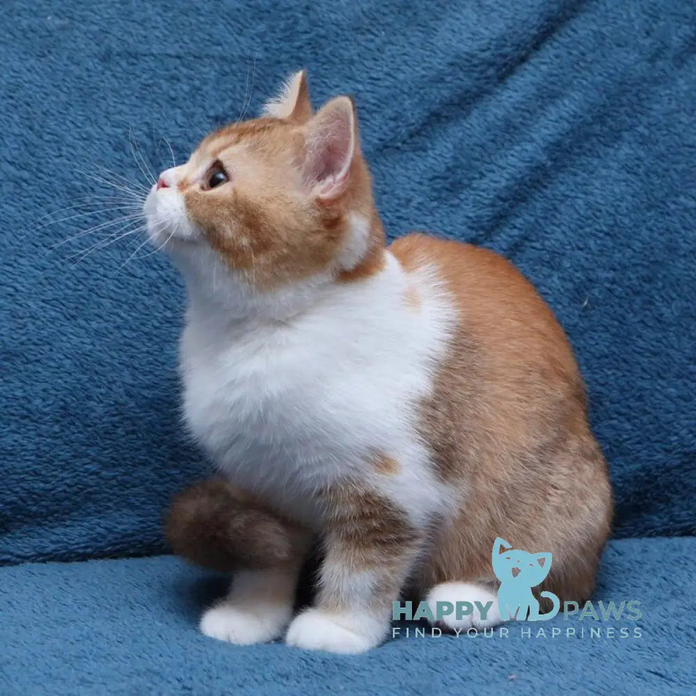 Kvitka British Shorthair female chocolate tortie ticked tabby bicolour live animals