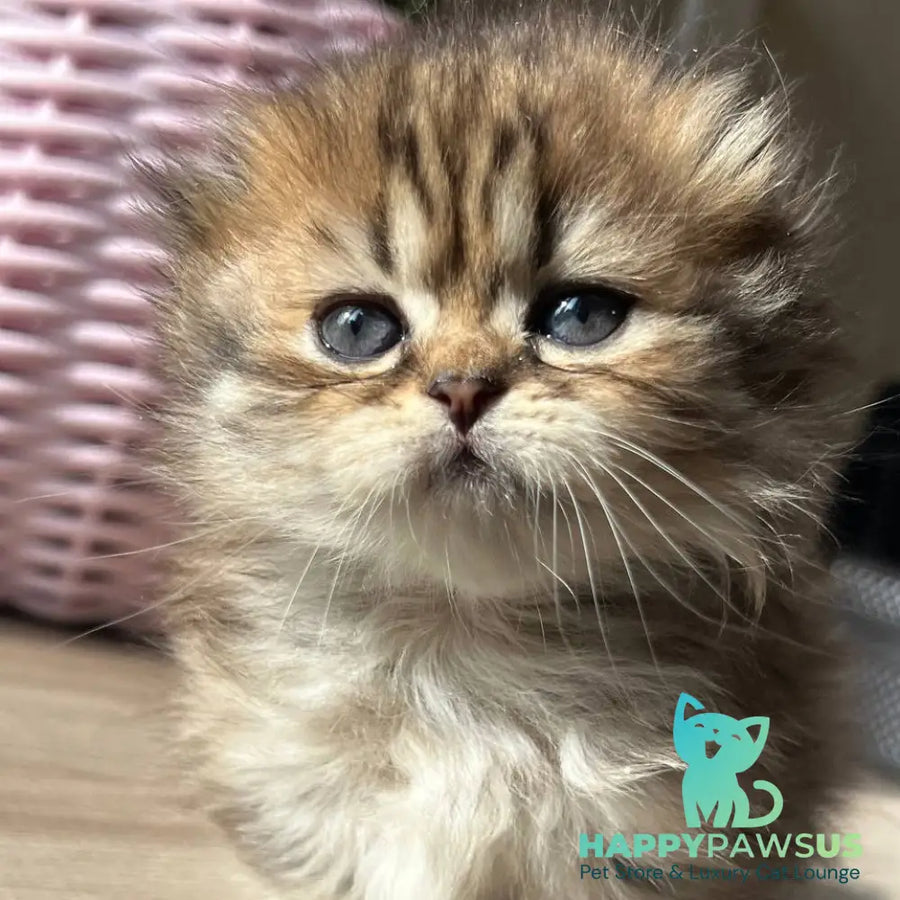 Kykla Munchkin female black tabby - live animals