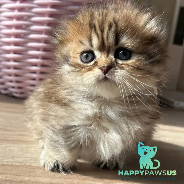 Kykla Munchkin female black tabby - live animals