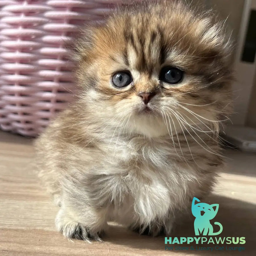 Kykla Munchkin female black tabby - live animals