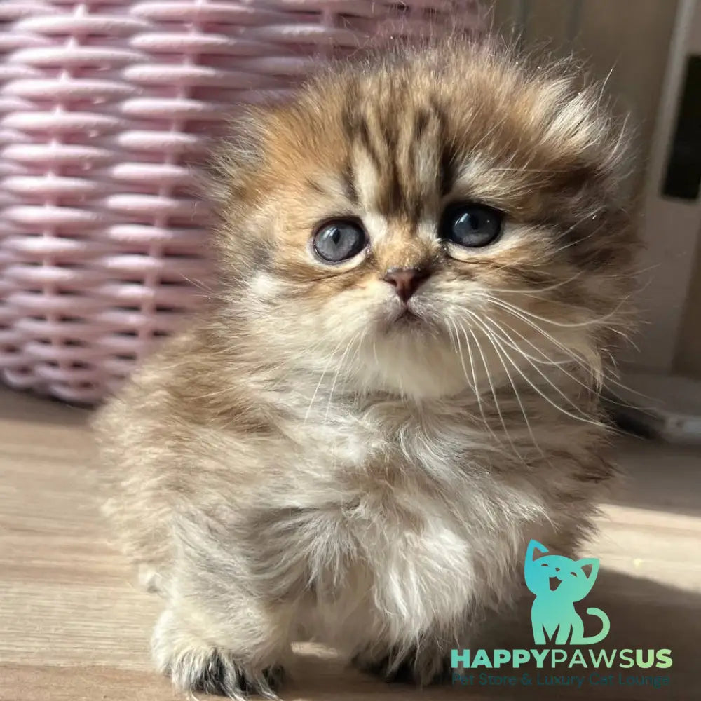 Kykla Munchkin female black tabby - live animals
