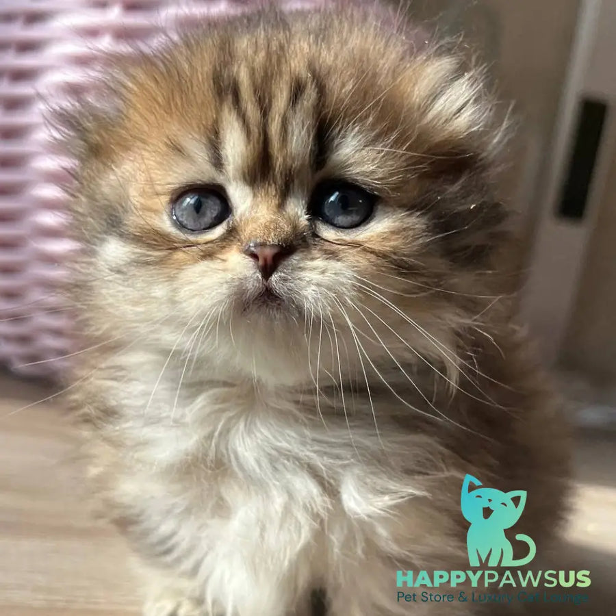 Kykla Munchkin female black tabby - live animals