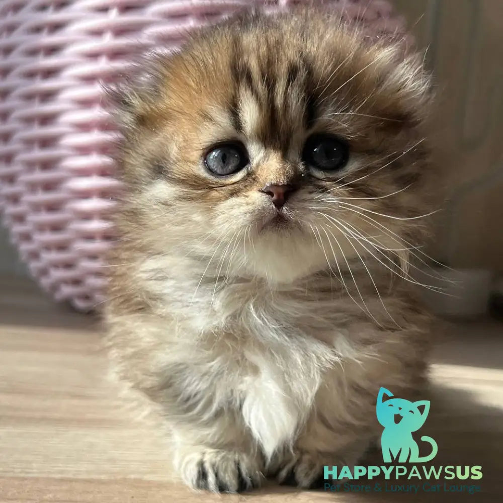 Kykla Munchkin female black tabby - live animals