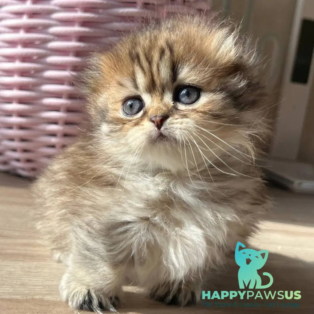 Kykla Munchkin female black tabby - live animals