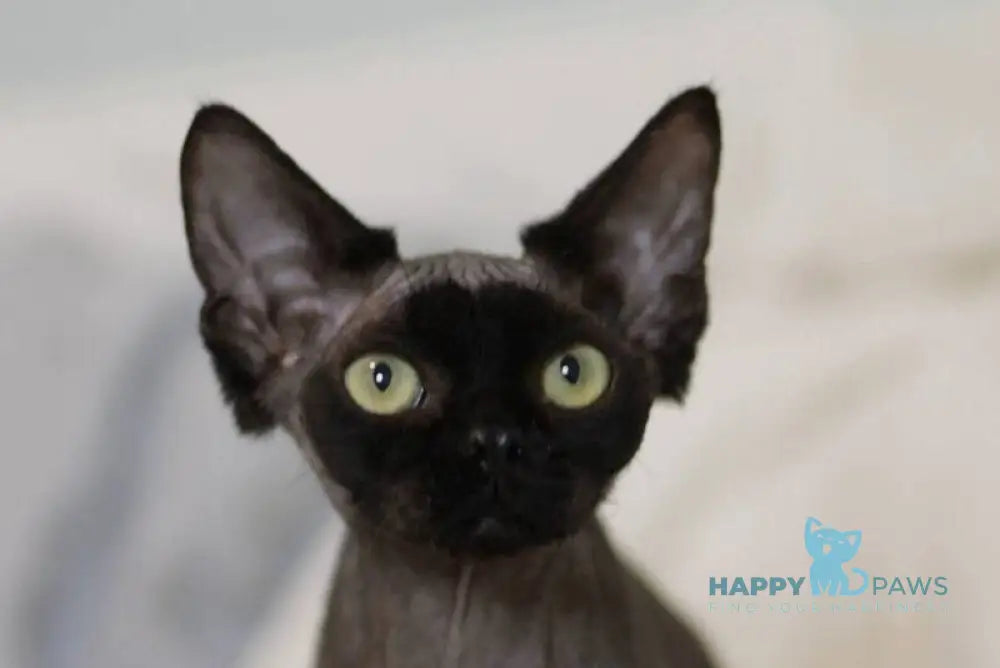 Kyle Devon Rex male black live animals