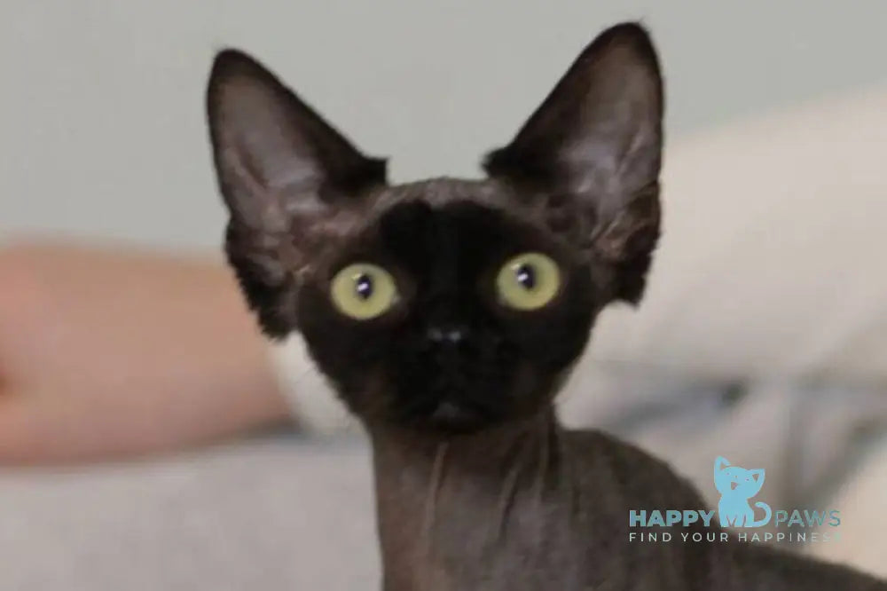 Kyle Devon Rex male black live animals