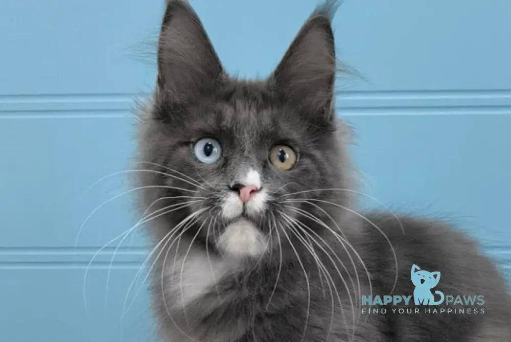 Kyle Maine Coon male blue silver with white live animals